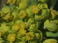 Euphorbia cyparissias 29, Cipreswolfsmelk, Saxifraga-Rutger Barendse