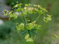 Euphorbia cyparissias 3, Cipreswolfsmelk, Saxifraga-Marijke Verhagen