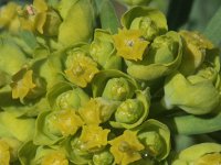 Euphorbia cyparissias 33, Cipreswolfsmelk, Saxifraga-Rutger Barendse