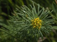 Euphorbia cyparissias 36, Cipreswolfsmelk, Saxifraga-Jan van der Straaten