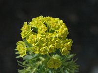 Euphorbia cyparissias 4, Cipreswolfsmelk, Saxifraga-Marijke Verhagen