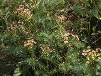 Euphorbia cyparissias 40, Cipreswolfsmelk, Saxifraga-Jan van der Straaten