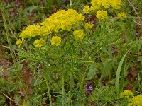 Euphorbia cyparissias 51, Cipreswolfsmelk, Saxifraga-Ed Stikvoort