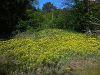 Euphorbia cyparissias 52, Cipreswolfsmelk, Saxifraga-Ed Stikvoort