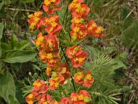 Euphorbia cyparissias 54, Cipreswolfsmelk, Saxifraga-Ed Stikvoort
