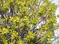 Euphorbia dendroides 11, Saxifraga-Jasenka Topic