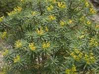 Euphorbia dendroides 14, Saxifraga-Willem van Kruijsbergen