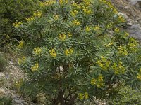 Euphorbia dendroides 15, Saxifraga-Willem van Kruijsbergen