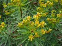 Euphorbia dendroides 19, Saxifraga-Jeroen Willemsen