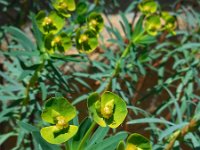 Euphorbia dendroides 20, Saxifraga-Ed Stikvoort