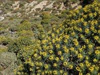 Euphorbia dendroides 22, Saxifraga-Ed Stikvoort