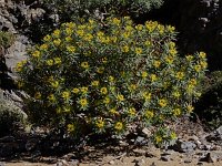 Euphorbia dendroides 23, Saxifraga-Ed Stikvoort