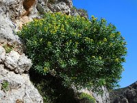 Euphorbia dendroides 24, Saxifraga-Ed Stikvoort