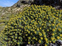 Euphorbia dendroides 27, Saxifraga-Ed Stikvoort