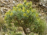 Euphorbia dendroides 3, Saxifraga-Jan van der Straaten