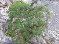 Euphorbia dendroides 31, Saxifraga-Peter Meininger