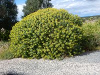 Euphorbia dendroides 32, Saxifraga-Peter Meininger