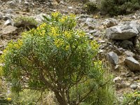 Euphorbia dendroides 4, Saxifraga-Jan van der Straaten