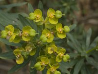 Euphorbia dendroides 5, Saxifraga-Jan van der Straaten