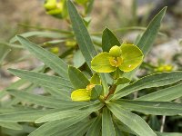 Euphorbia dendroides 6, Saxifraga-Jan van der Straaten