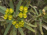 Euphorbia dendroides 7, Saxifraga-Jan van der Straaten
