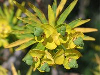 Euphorbia dendroides 8, Saxifraga-Jasenka Topic