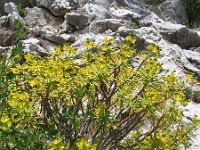 Euphorbia dendroides 9, Saxifraga-Jasenka Topic