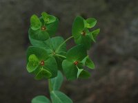 Euphorbia dulcis, Sweet Spurge