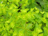 Euphorbia dulcis 10, Zoete wolfsmelk, Saxifraga-Rutger Barendse