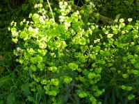 Euphorbia dulcis 12, Zoete wolfsmelk, Saxifraga-Rutger Barendse