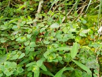 Euphorbia dulcis 13, Zoete wolfsmelk, Saxifraga-Rutger Barendse