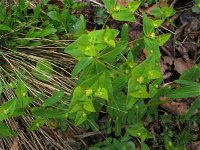 Euphorbia dulcis 2, Zoete wolfsmelk, Saxifraga-Jasenka Topic