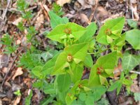 Euphorbia dulcis 3, Zoete wolfsmelk, Saxifraga-Jasenka Topic