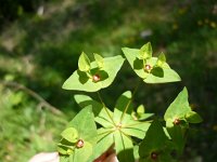 Euphorbia dulcis 4, Zoete wolfsmelk, Saxifraga-Jasenka Topic