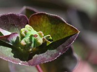Euphorbia dulcis 6, Zoete wolfsmelk, Saxifraga-Rutger Barendse