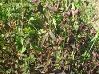 Euphorbia dulcis 8, Zoete wolfsmelk, Saxifraga-Rutger Barendse