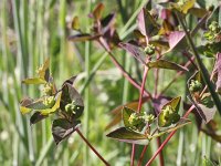 Euphorbia dulcis 9, Zoete wolfsmelk, Saxifraga-Rutger Barendse
