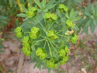Euphorbia esula 1, Heksenmelk, Saxifraga-Peter Meininger