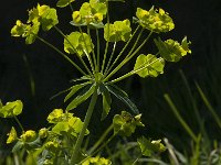 Euphorbia esula 17, Heksenmelk, Saxifraga-Jan van der Straaten