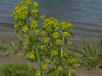 Euphorbia esula 20, Heksenmelk, Saxifraga-Jan van der Straaten