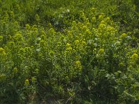 Euphorbia esula 22, Heksenmelk, Saxifraga-Jan van der Straaten