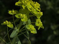 Euphorbia esula 27, Heksenmelk, Saxifraga-Jan van der Straaten