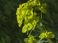 Euphorbia esula 28, Heksenmelk, Saxifraga-Jan van der Straaten