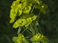 Euphorbia esula 29, Heksenmelk, Saxifraga-Jan van der Straaten