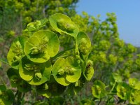 Euphorbia esula 38, Heksenmelk, Saxifraga-Ed Stikvoort