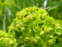 Euphorbia esula 41, Heksenmelk, Saxifraga-Rutger Barendse
