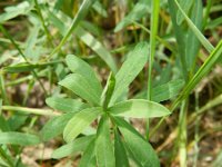 Euphorbia esula 42, Heksenmelk, Saxifraga-Rutger Barendse
