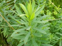 Euphorbia esula 44, Heksenmelk, Saxifraga-Rutger Barendse