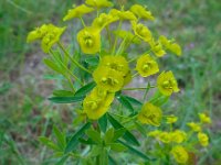Euphorbia esula 51, Heksenmelk, Saxifraga-Ed Stikvoort