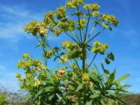 Euphorbia esula 53, Heksenmelk, Saxifraga-Ed Stikvoort